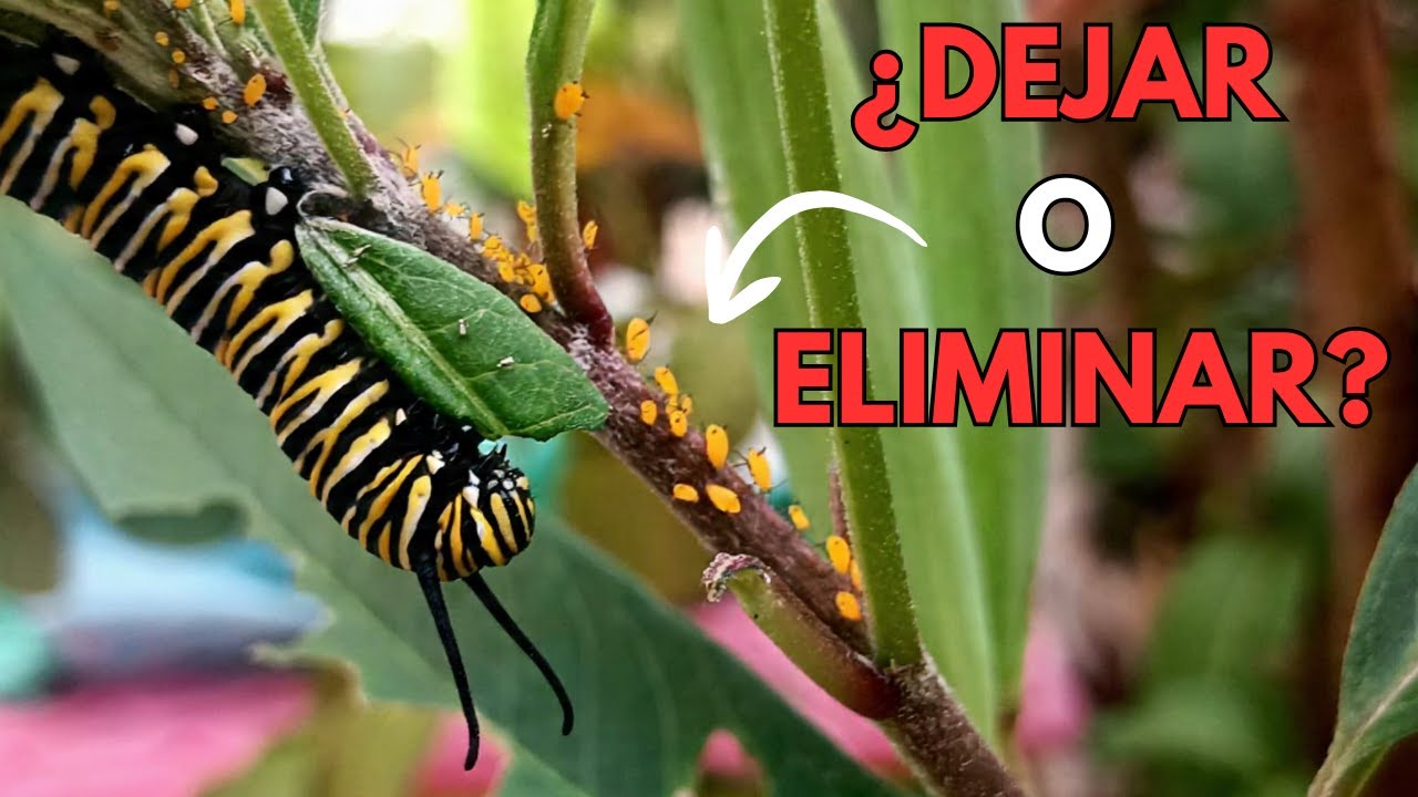 ¿Dejar o eliminar los pulgones Aphis nerii?  Trucos naturales sin dañar orugas
