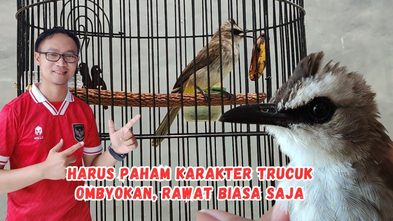 BUAT PEMULA SEBELUM BELI BURUNG TRUCUKAN OMBYOK WAJIB TAHU❗