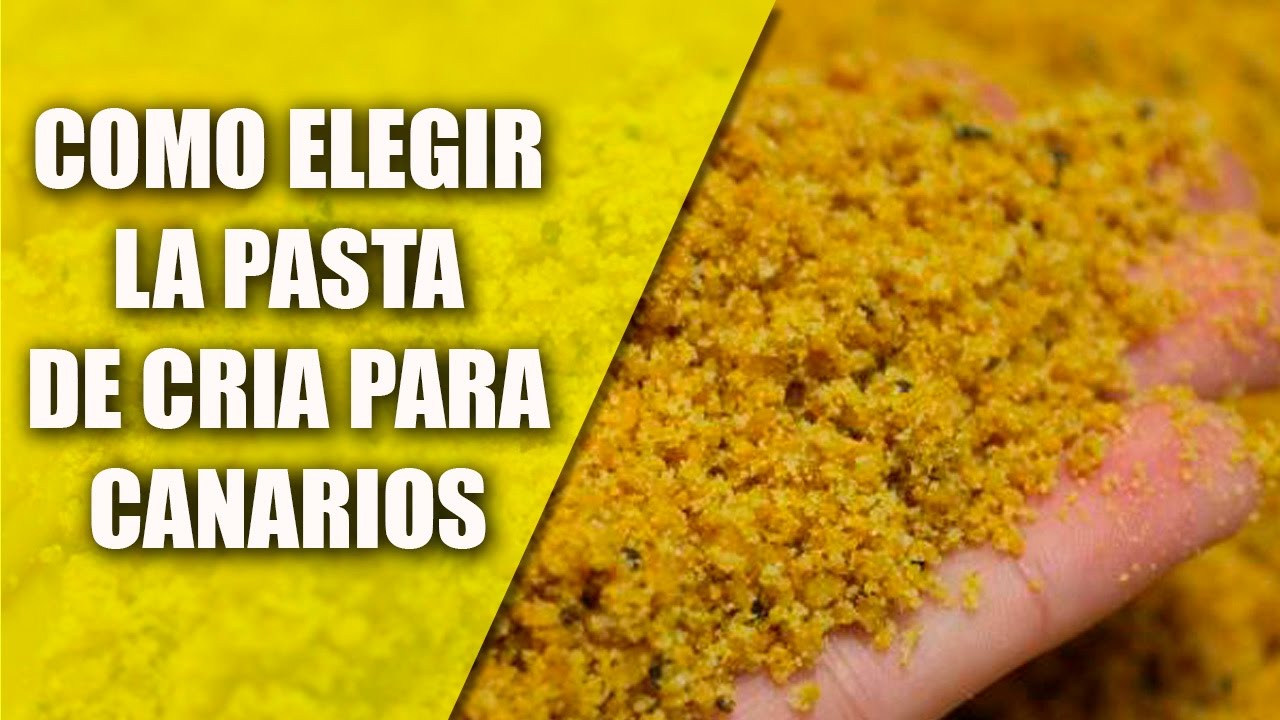 Cr&iacute;a del Canario ( C&oacute;mo elegir la pasta de cr&iacute;a para el 2017)