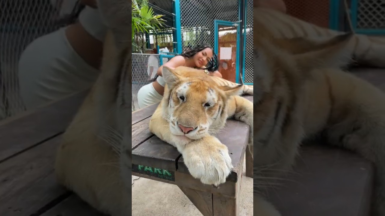 The Rare Golden Tiger: Nature&rsquo;s Hidden Masterpiece ✨🐅