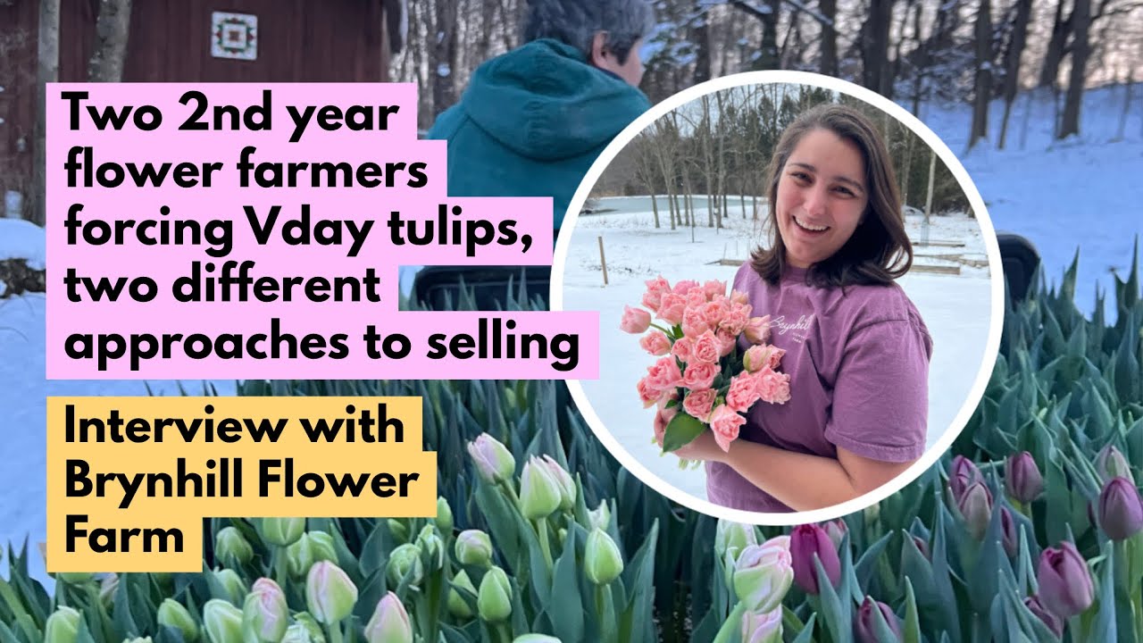 Two 2nd year flower farmers forcing Vday tulips, two different approaches to selling