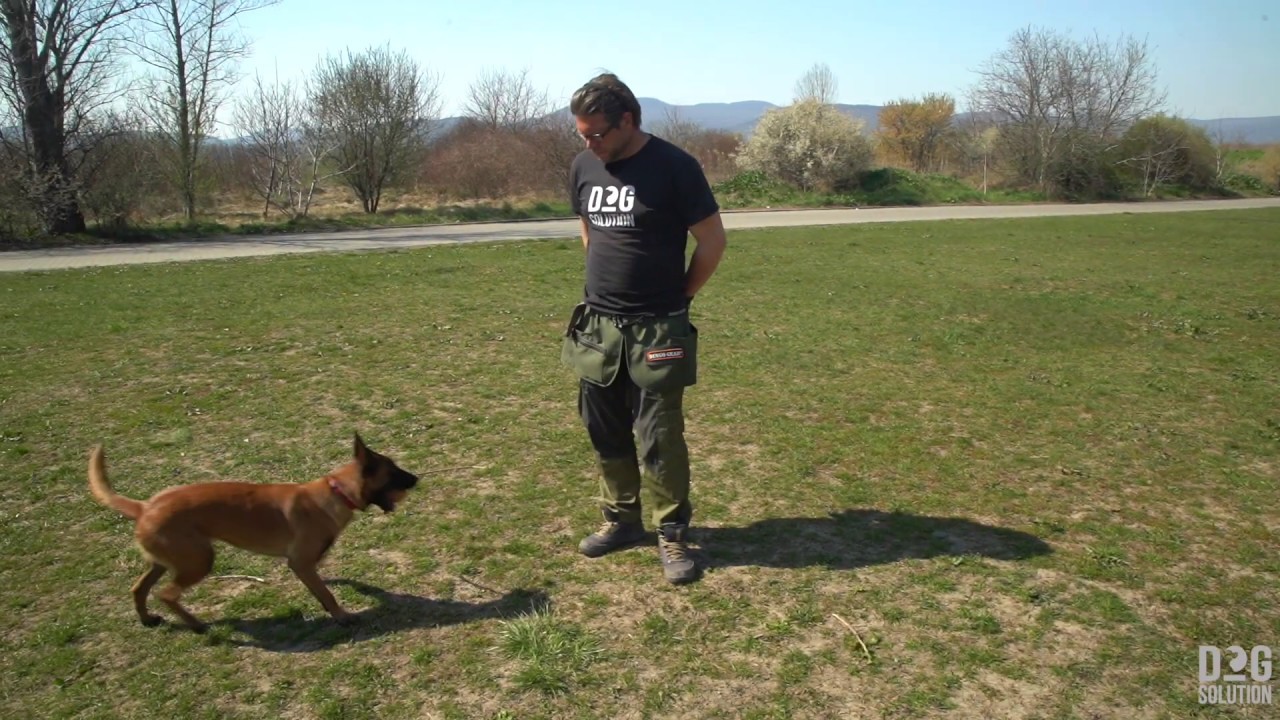 Dog Solution Extra TIPPEK 04  Labdázás