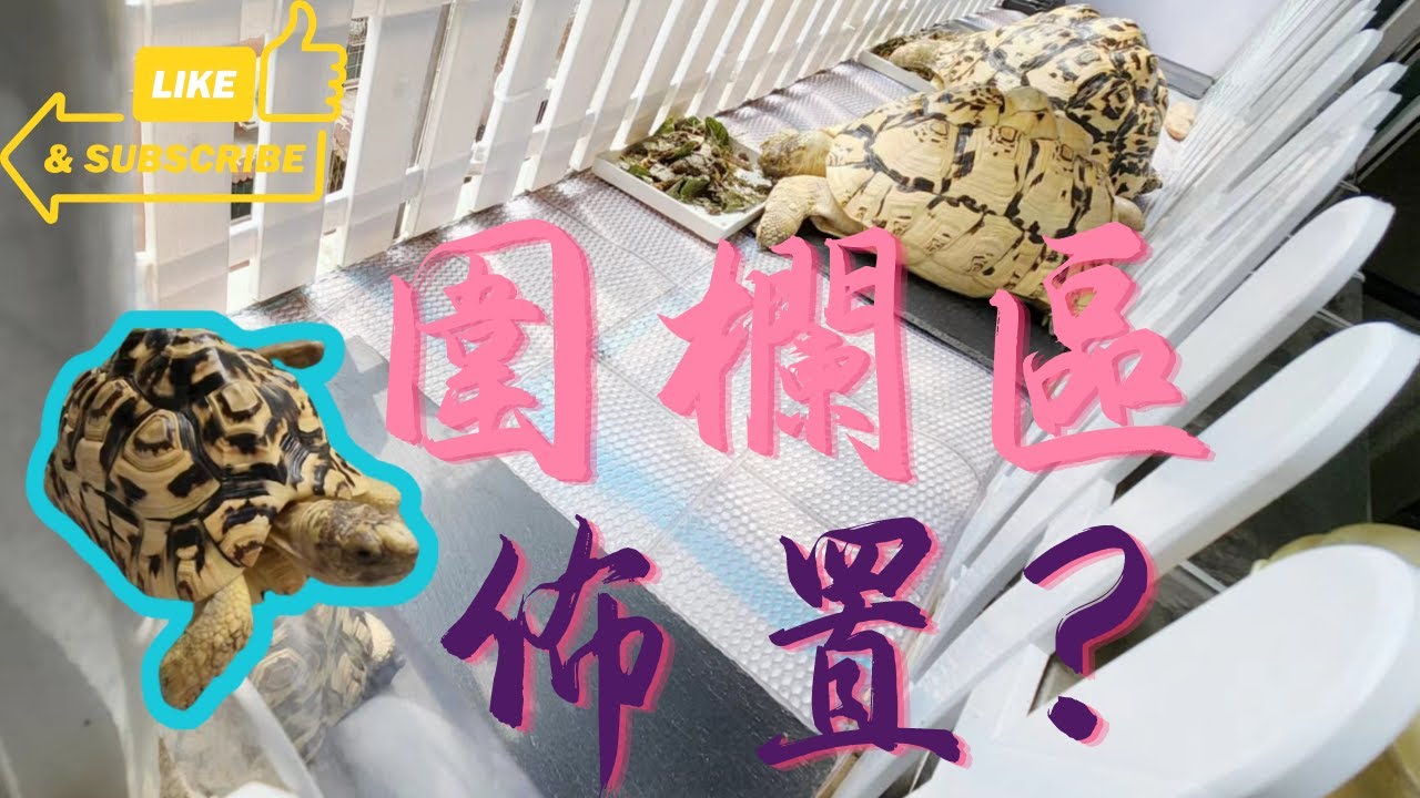 《我的豹龜日記》-- 日常分享vlog--我家的圍欄區是怎麽樣的?佈置都有哪些 ?