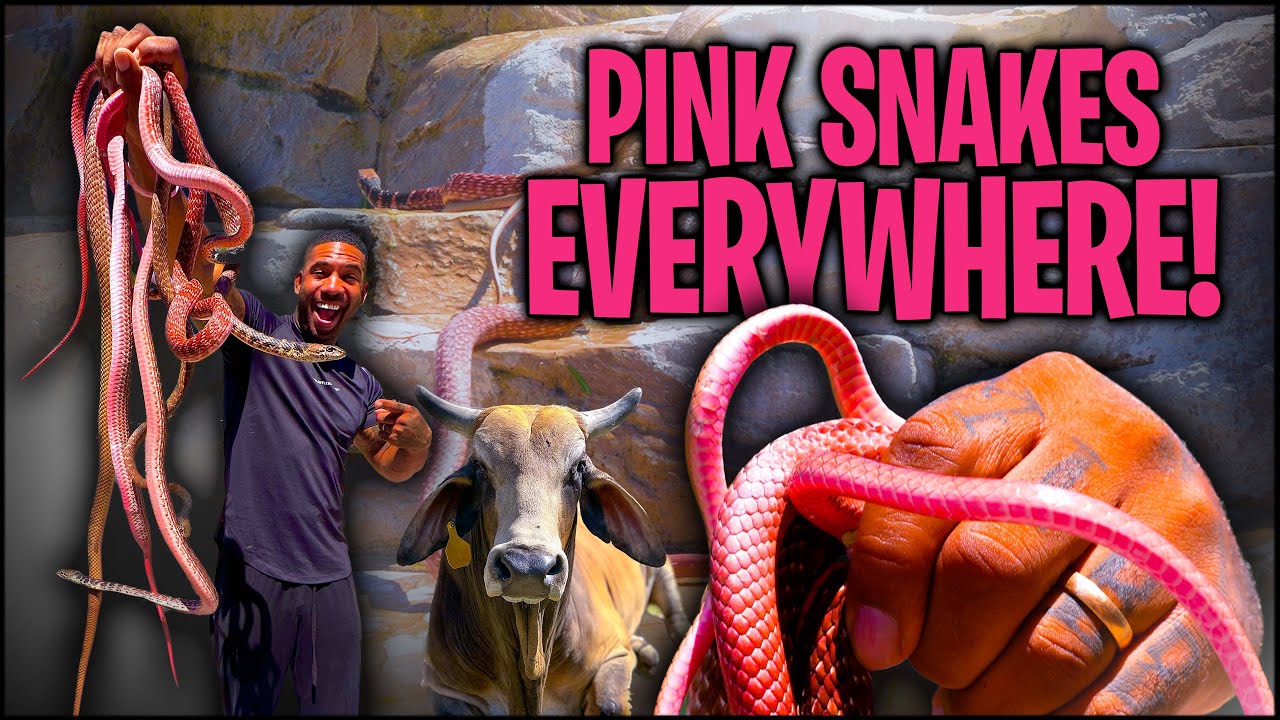 PINK SNAKES EVERYWHERE! RELEASING COACHWHIP SNAKES | THE REAL TARZANN