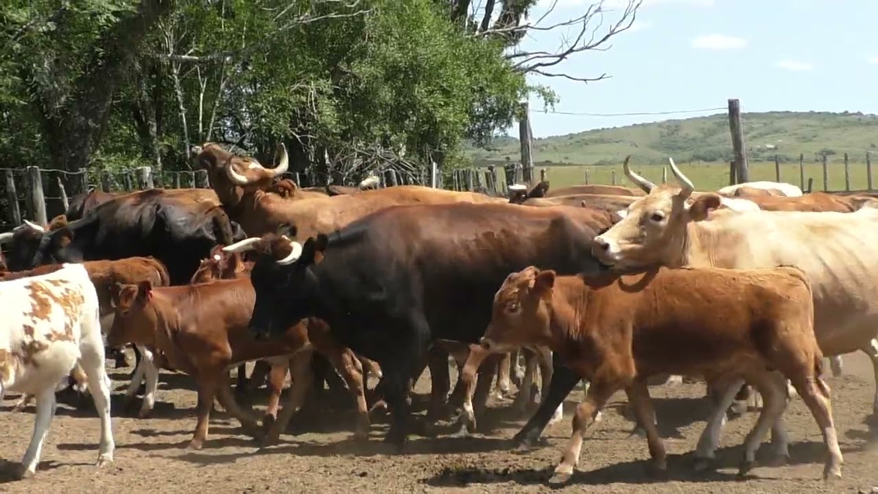 BOVINOS CRIOLLOS EN LA FRONTERA NORTE