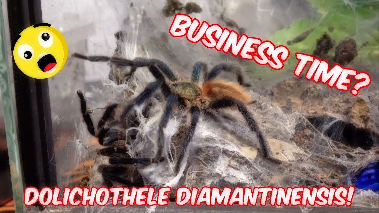 Dolichothele diamantinensis - Brazilian Blue Beauty Tarantula pairing