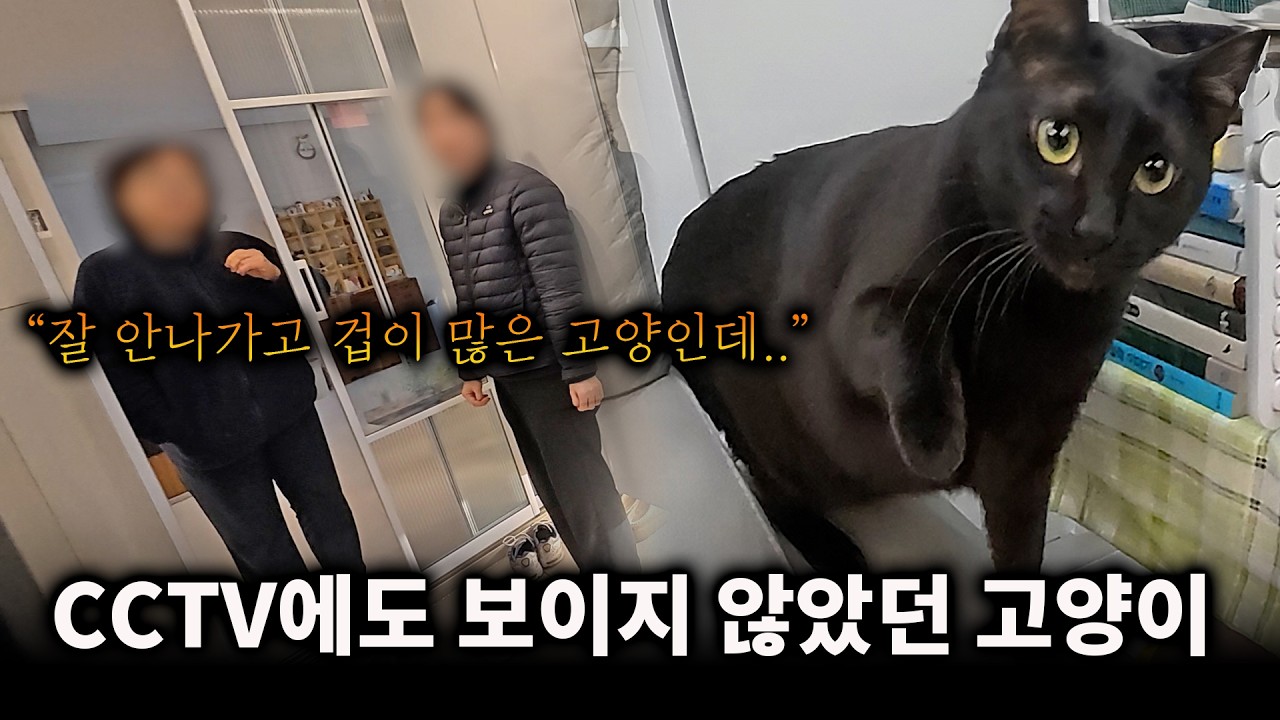 CCTV에도 보이지 않았던 고양이