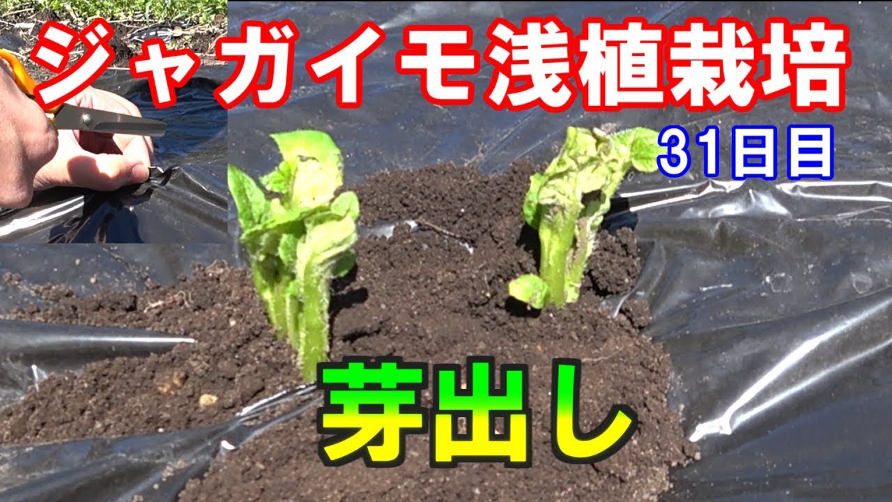 ジャガイモ浅植栽培/発芽後の芽出し作業-栽培31日目/菜園をつくろう栽培編#17