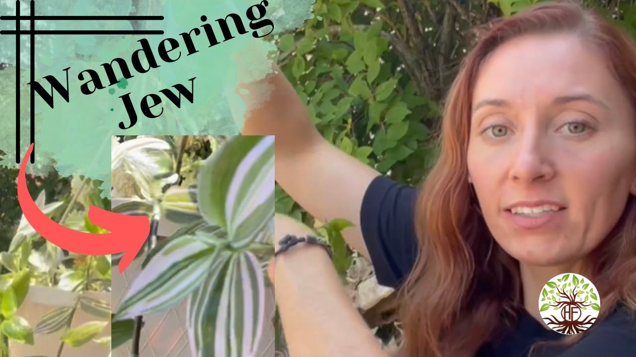 Wandering Jew Plant Care: Tips for a Thriving Indoor Garden