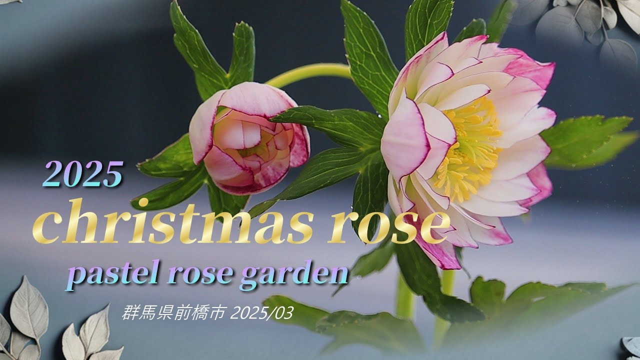 【クリスマスローズ】パステルローズガーデンを2025年3月3日と4日に撮影　群馬県前橋市