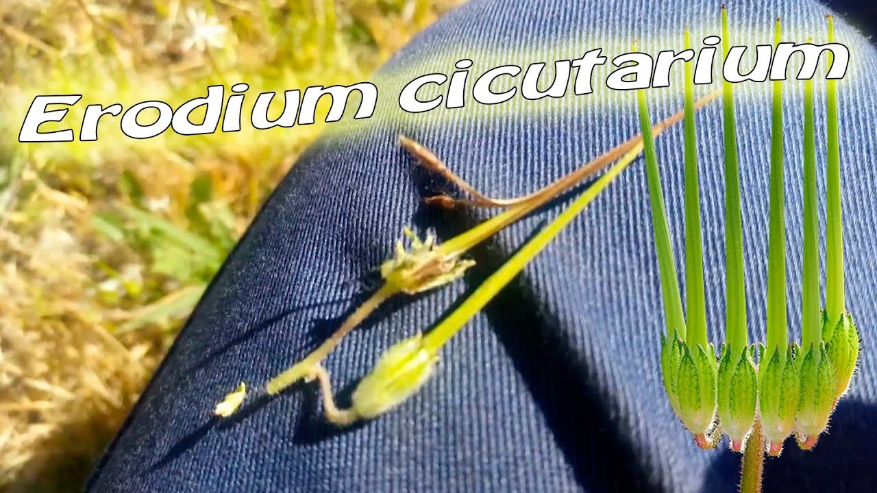 Erodium cicutarium (pico de cigüeña)
