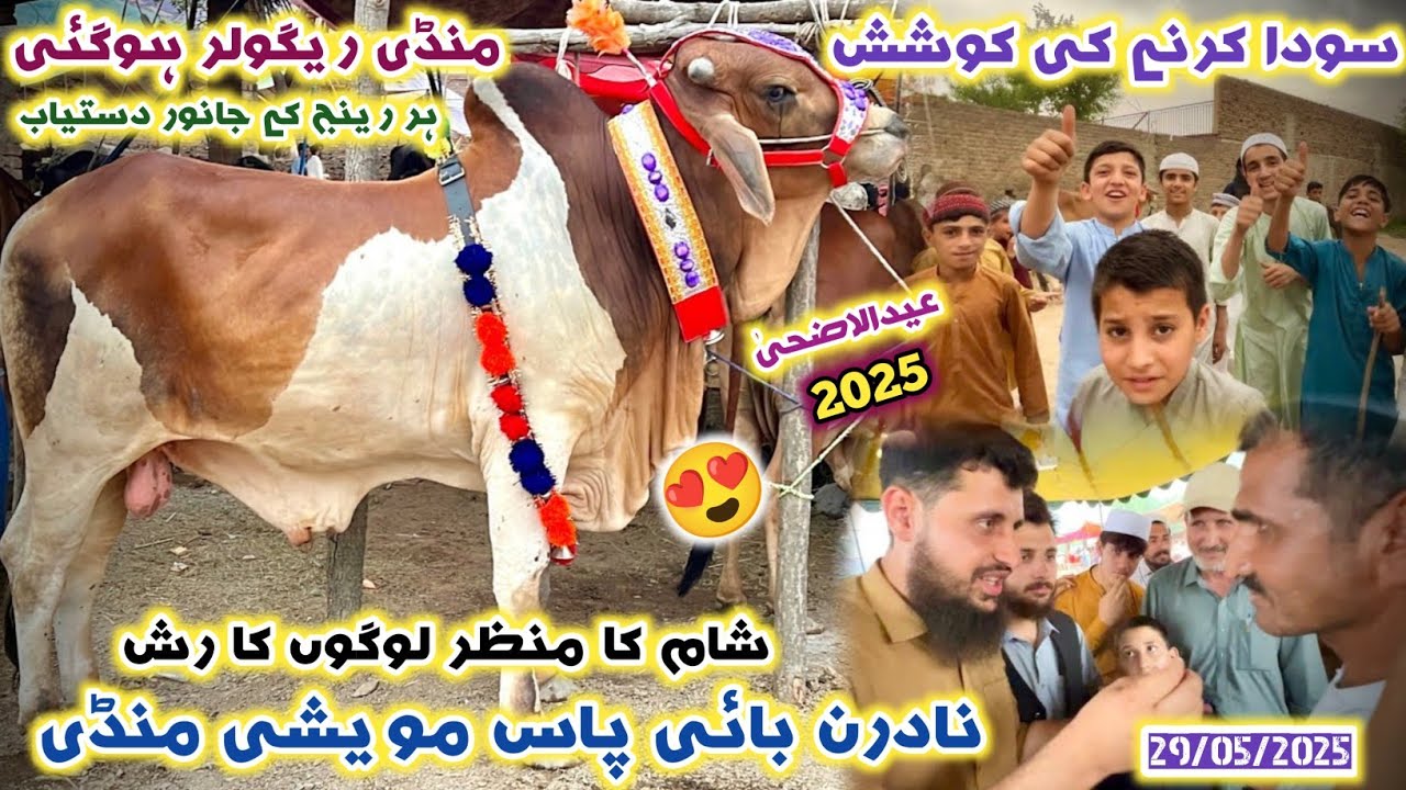 Soda Karny Ki Koshish Northern Bypass Maweshi Mandi 29/05/2025 | Eid Ul Azha Cattles Prices | Izhar
