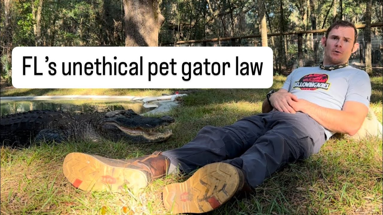FL’s unethical pet gator law