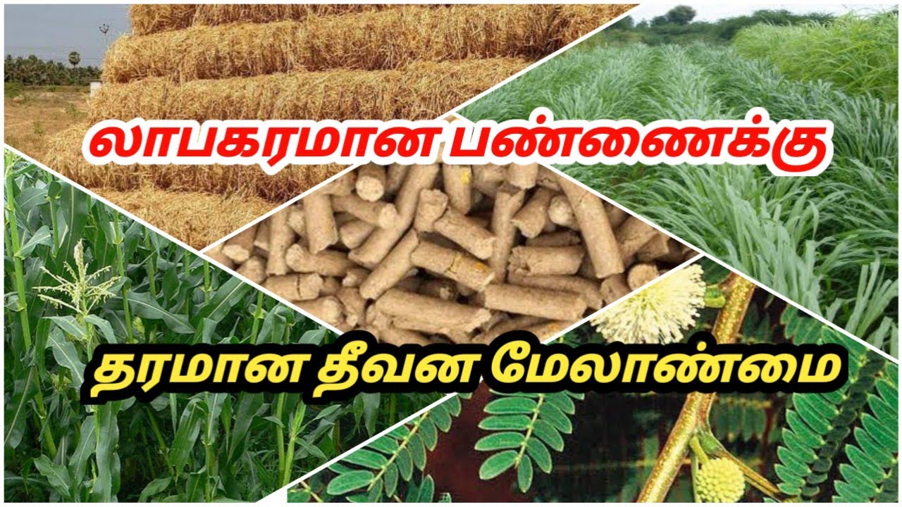 தரமான அதிக பால் உற்பத்திக்கு | பசுந்தீவனம் | அடர்தீவனம் | உலர்தீவனம் | #CowFeedManagement