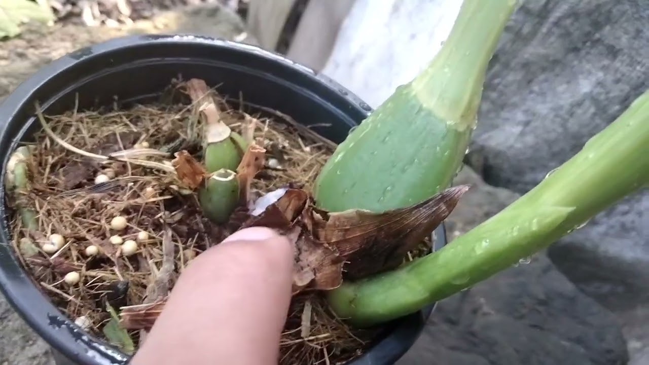 Como cuidar mi orquidea zygopetalum