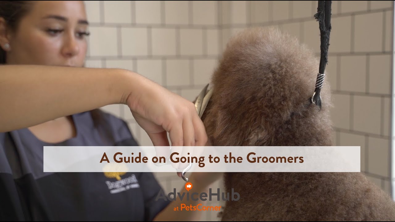 How Often Should I Take My Dog to the Groomers?