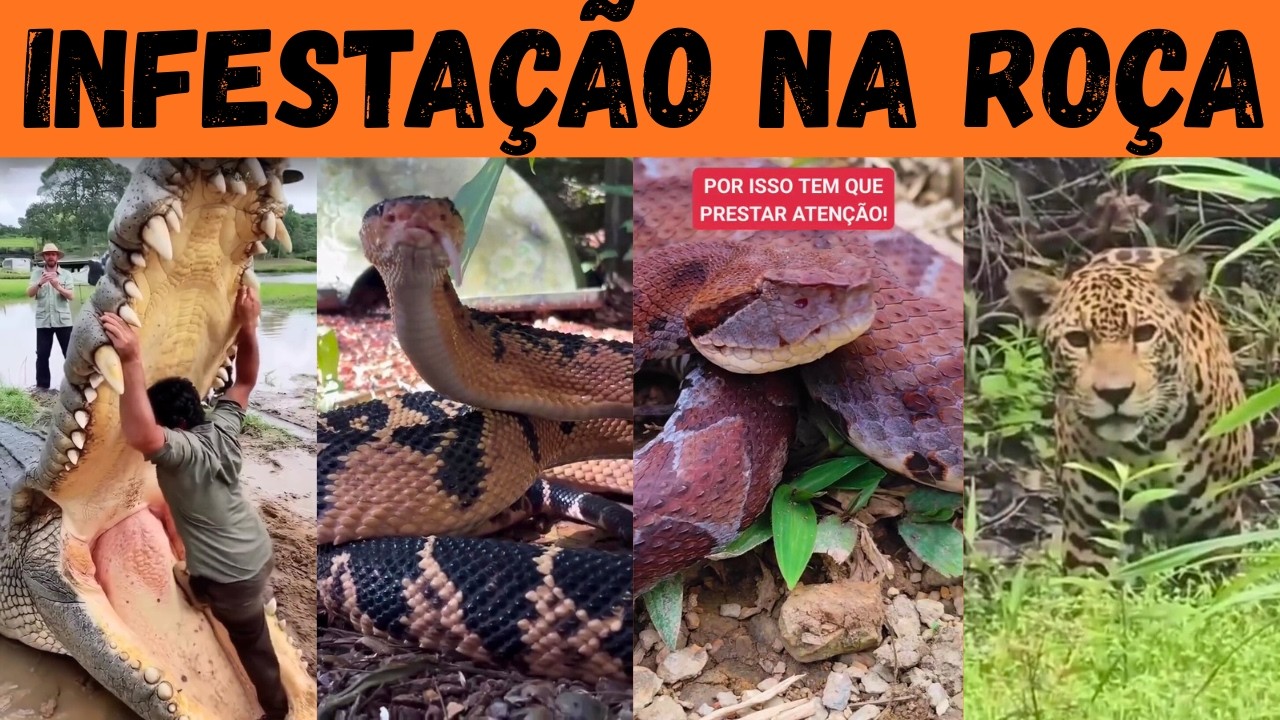 PERIGOS RURAIS: sobreviveria na ro&ccedil;a infestada por esses animais?