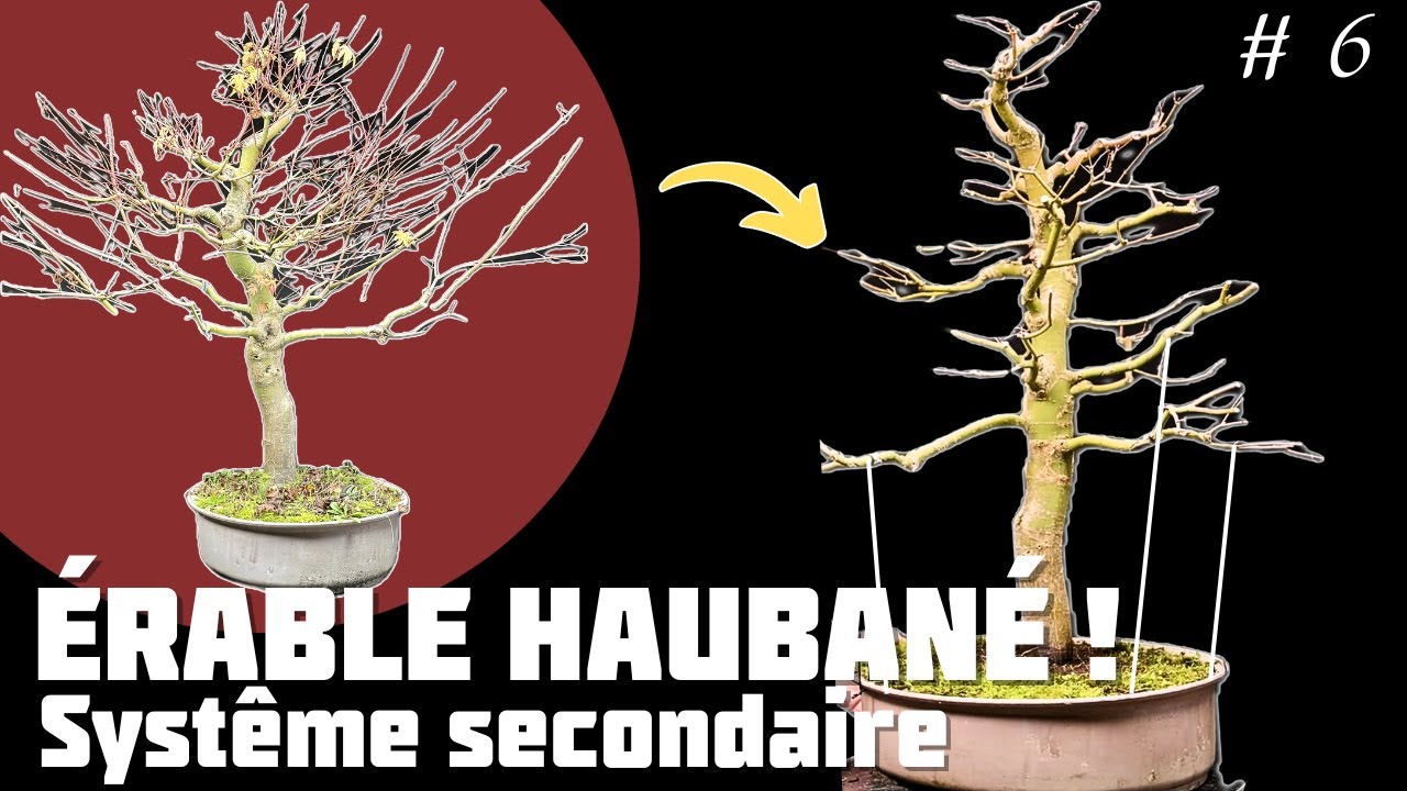 Faire un Bonsaï avec un Érable en utilisant la Technique de Haubanage. Épisode 6 🌱 NEJIKAN BONSAI 🌱