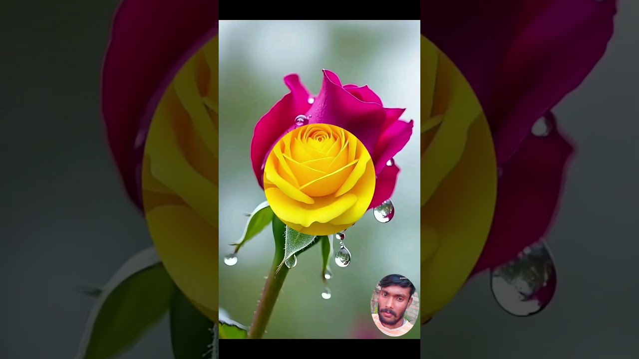 The Rose - You're Beautiful
