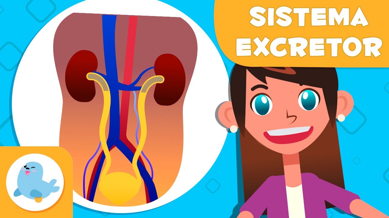 SISTEMA EXCRETOR 🧍🏻‍♂️ L'aparell urinari i les glàndules sudorípares 🧬 Ciència per a infants