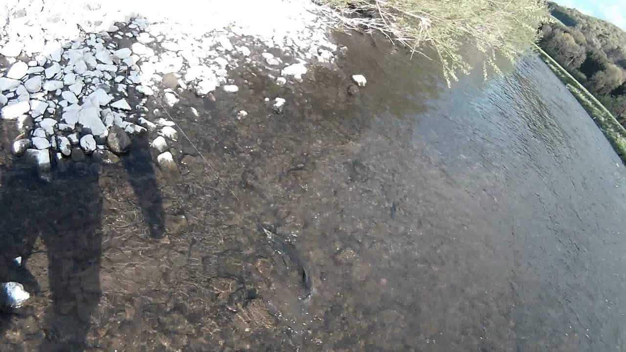 Chevesne g&eacute;ant - p&ecirc;che au Luxembourg