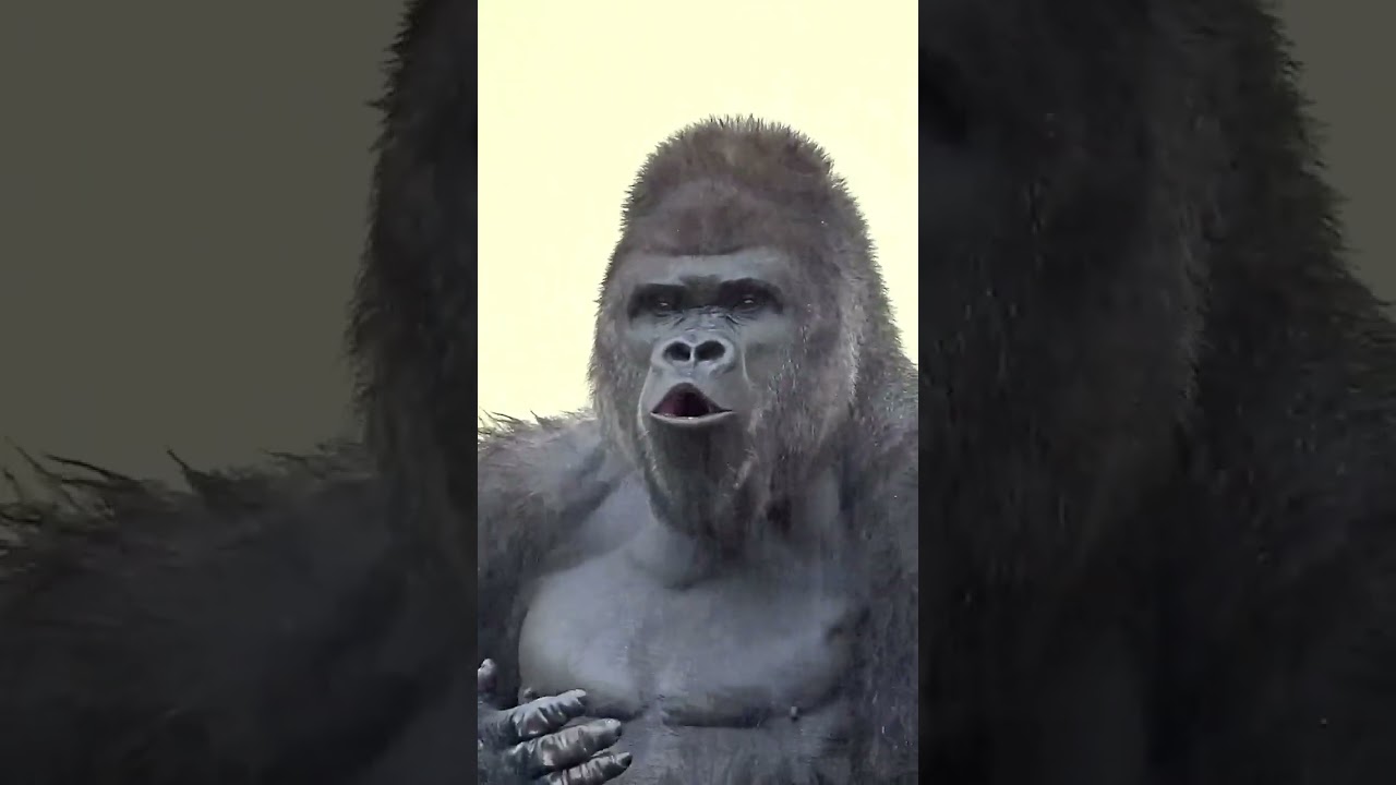 #Hey! - #Gorilla #Silverback ~ #Gorila 🦍
