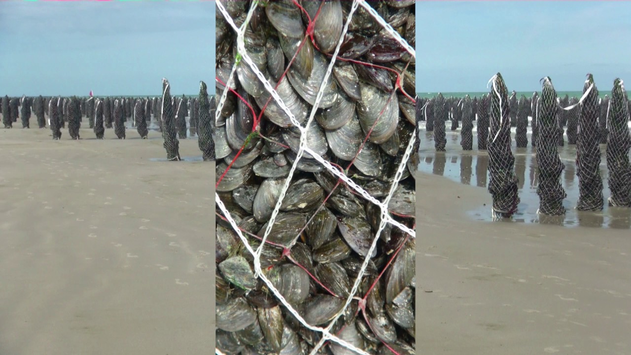 A la pêche aux moules -  Wissant