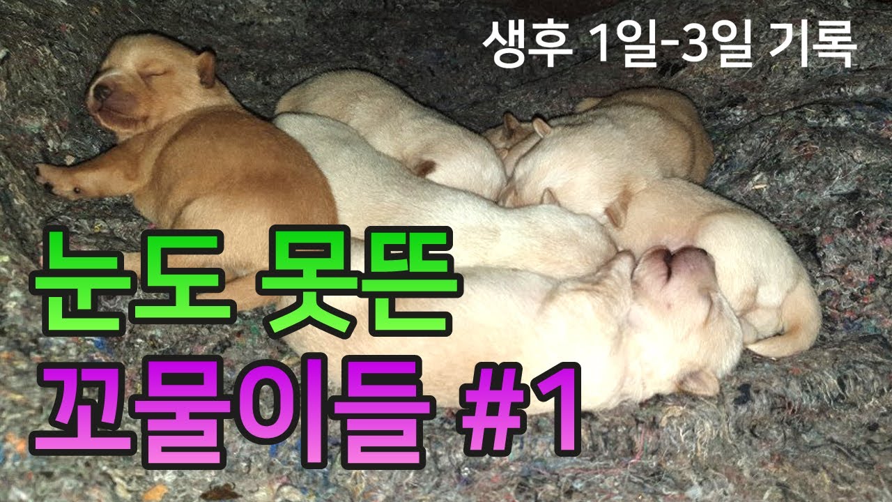 아직 눈도 못뜬 꼬물꼬물이들(1~3일차)ㅣ진돗개와 시고르자브종 사이