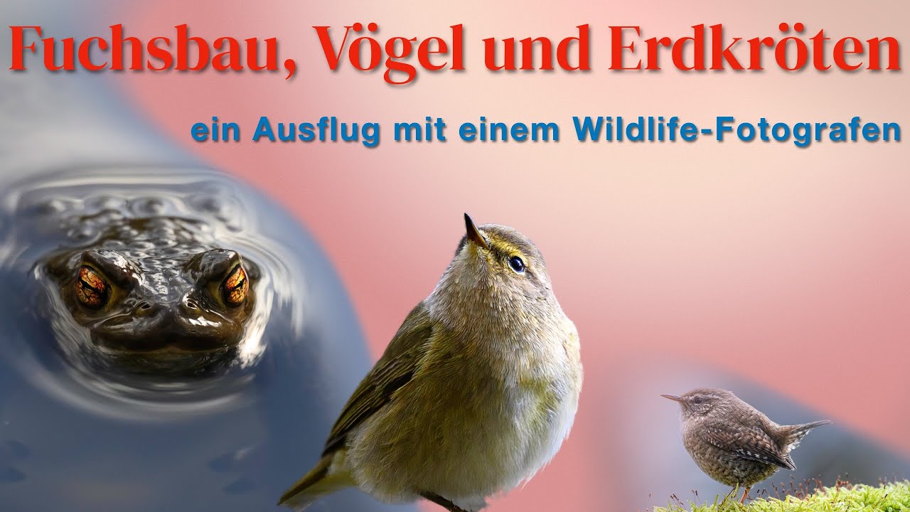 Fuchsbau, Vögel am Teich und Erdkröten. Ein Ausflug mit einem Wildlife-Fotografen