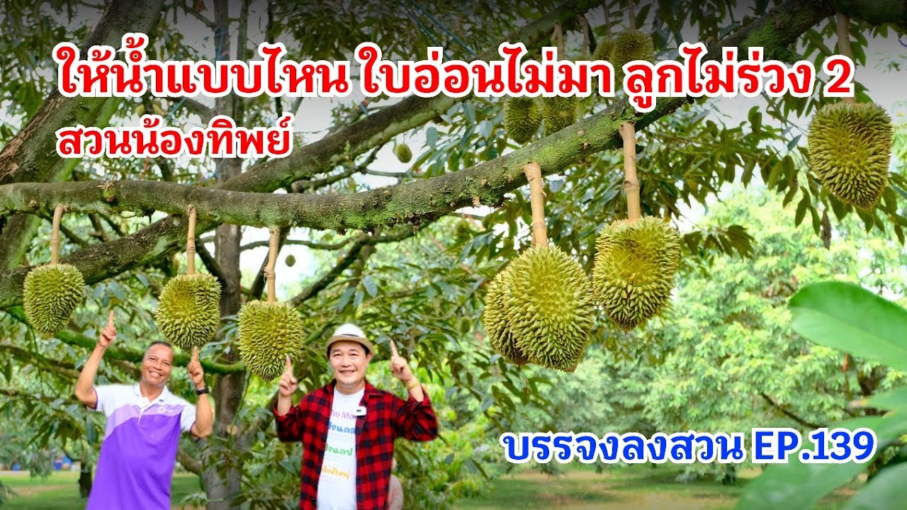 #กวินบินได้ EP.568 ให้น้ำแบบไหน ใบอ่อนไม่มา ลูกไม่ร่วง 2 #บรรจงลงสวน EP.140