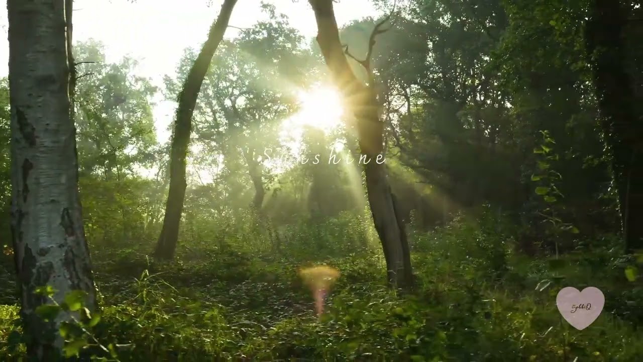 (ASMR) Sunshine | 숲속의 햇살과 휘파람새소리