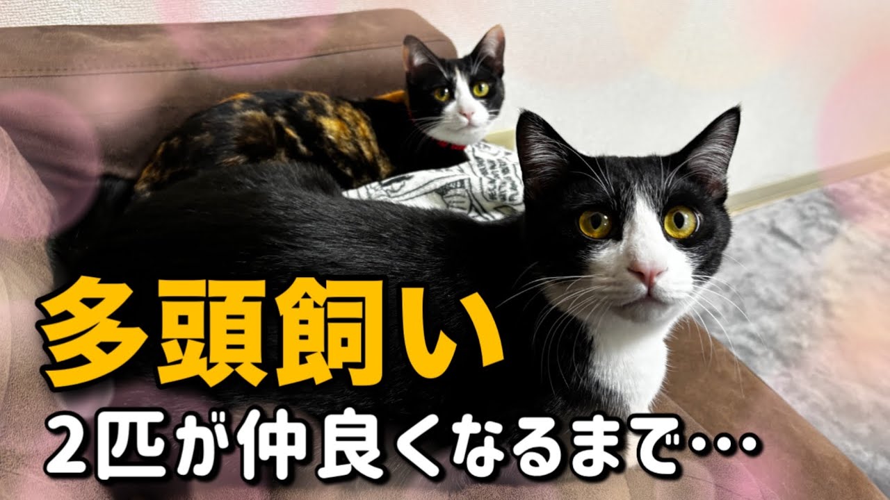 【猫の多頭飼い】2匹が仲良くなった方法をご紹介します！