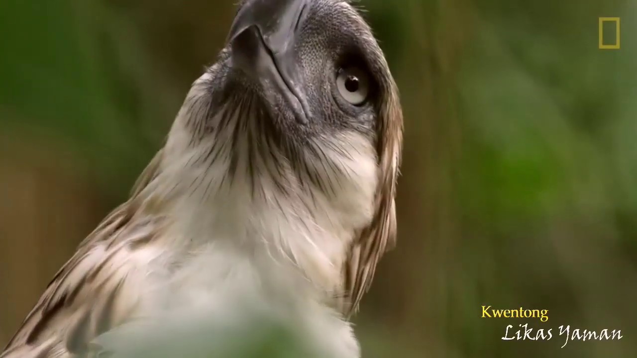 What makes the Philippine eagle so special?