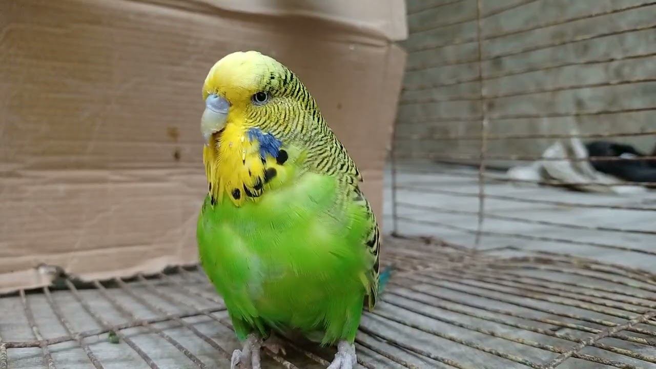 Budgies Breeding | Exhibition Budgies | @KaimKhaniBirds |