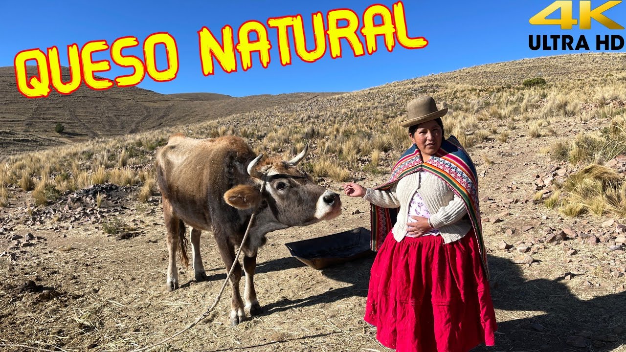 Así es como hago mi queso artesanal y así es como alimento a mis ganados | CHOLITA ISABEL