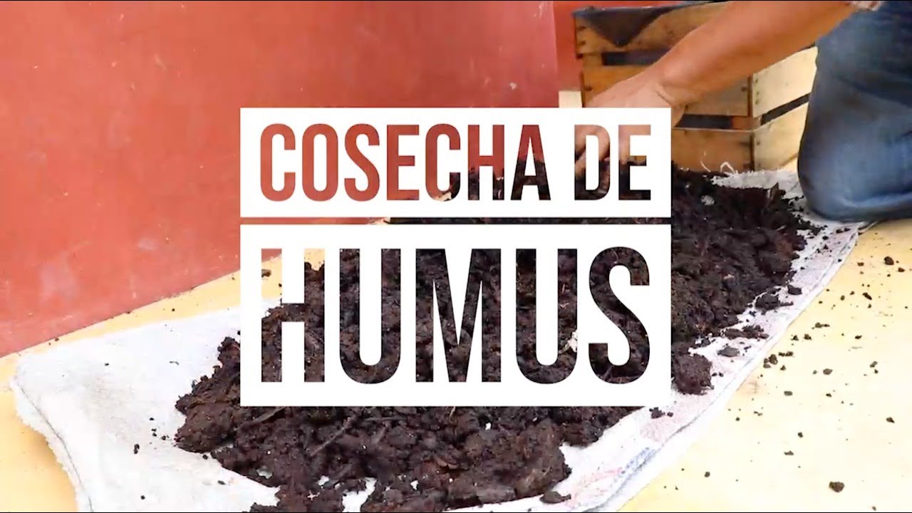 ¿Cómo sacar el humus de mi lombricompostera?