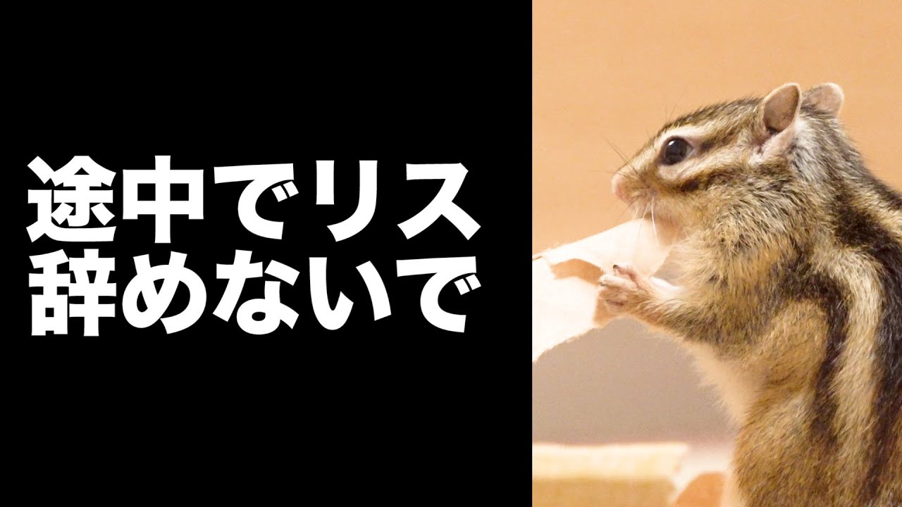 シマリスが紙を畳んで持ち帰るまでの過程が面白過ぎた
