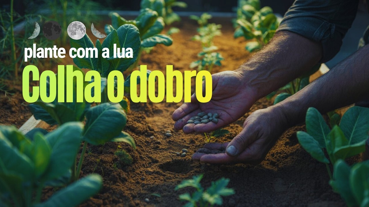 Plantio de Novembro 🌙 Os Consórcios Lunares Que Duplicam Sua Colheita! | O que plantar na Horta.