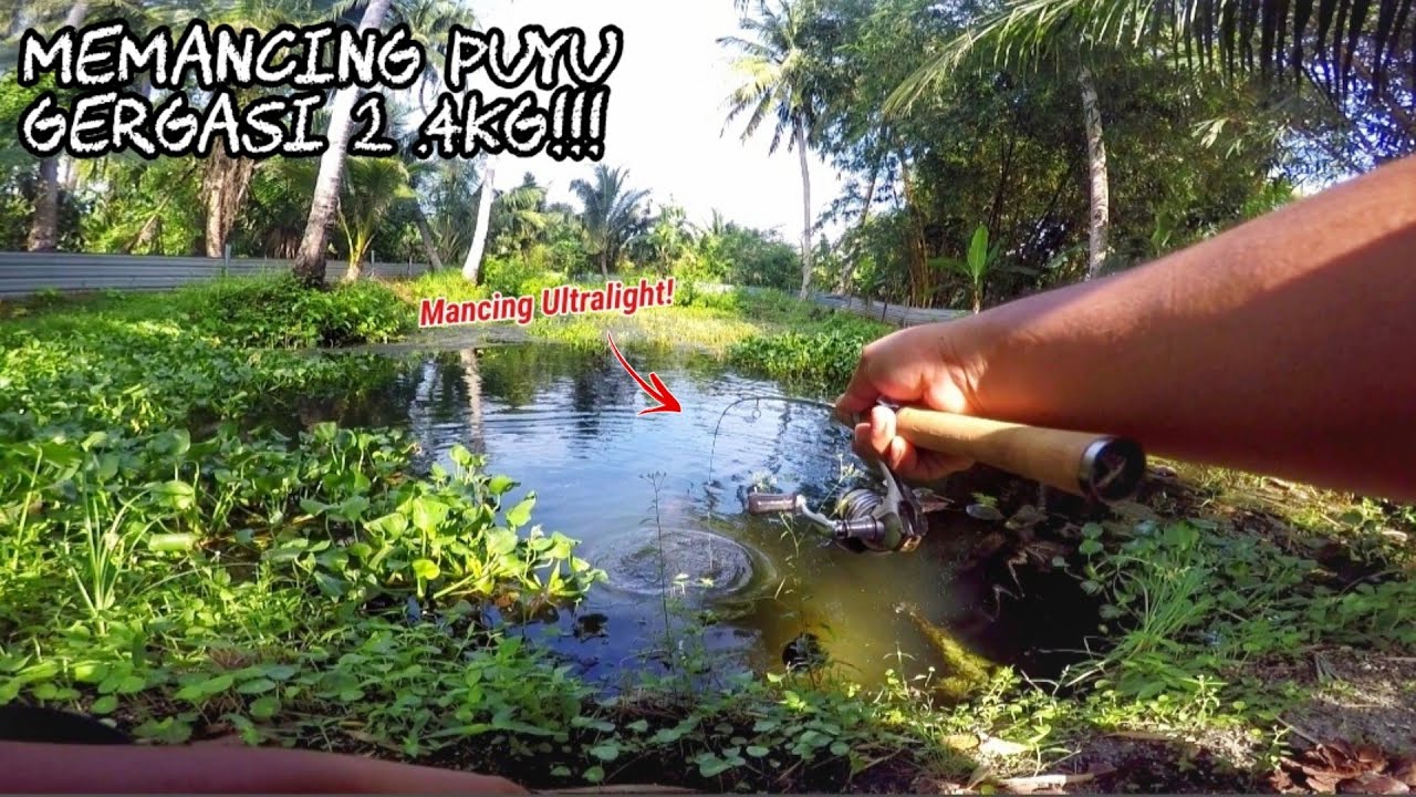 Gasakkkk Puyu Monster 2.4kg!!!?? vol: 73