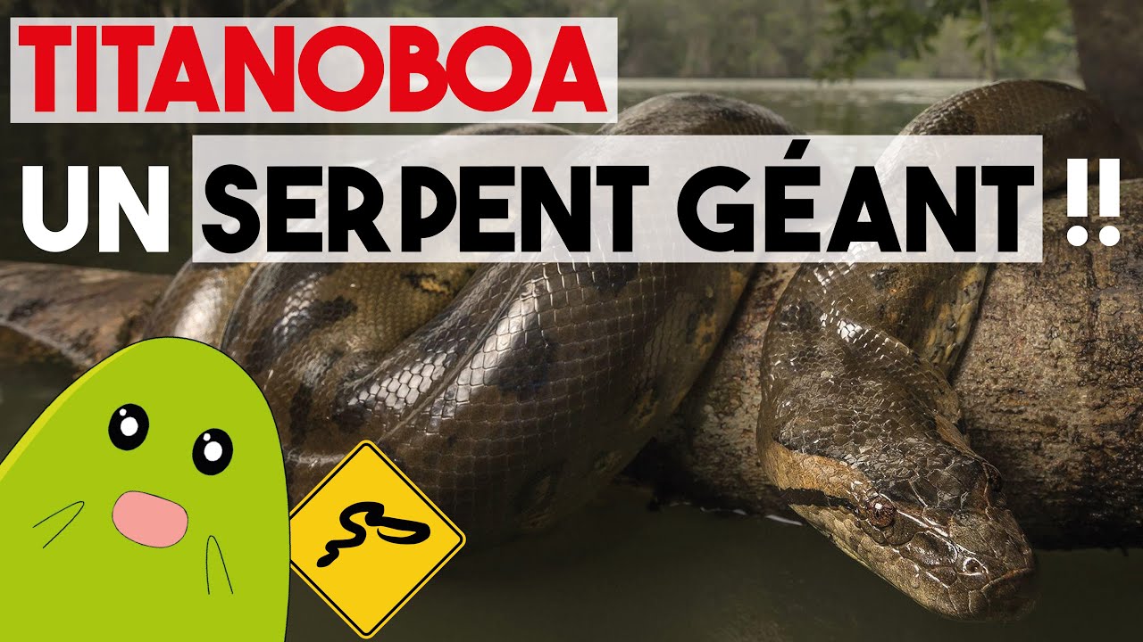 TITANOBOA | Le plus grand SERPENT ayant jamais existé