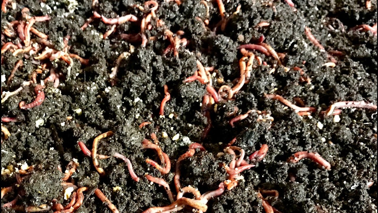 Making It Grow - Red Worms and Louisiana Swamp Worms