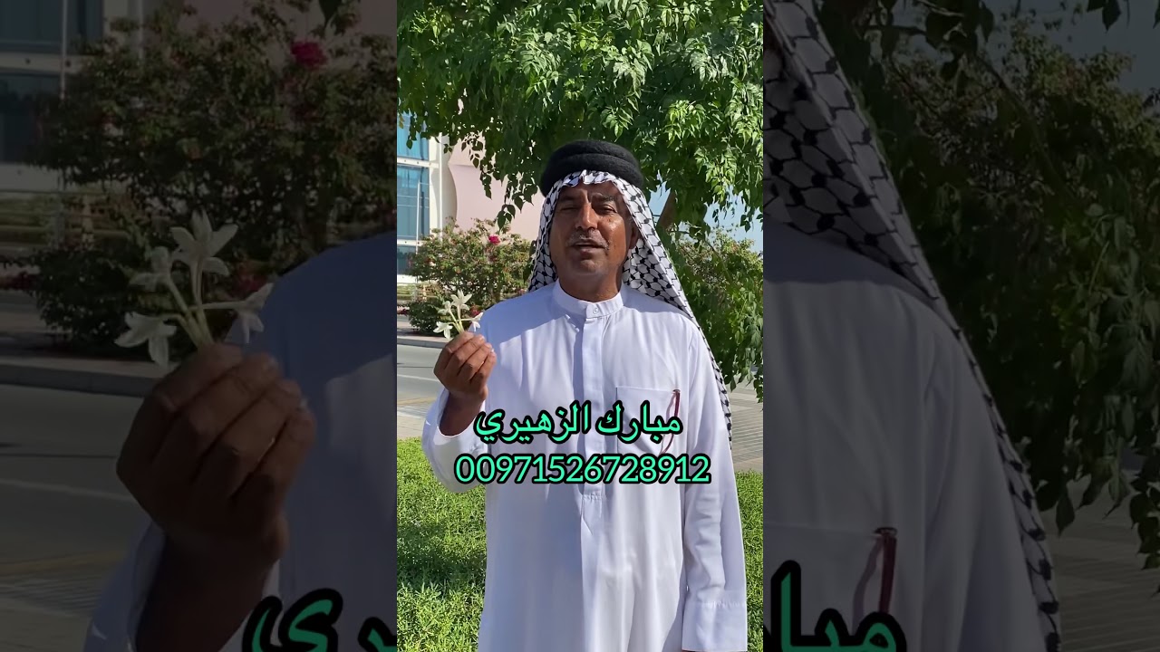 الملنجلتونيا العطرية