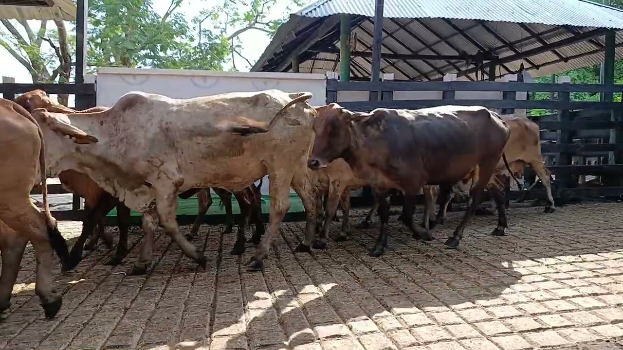 LOTE 121. Feria 2 Subasta Santa Clara