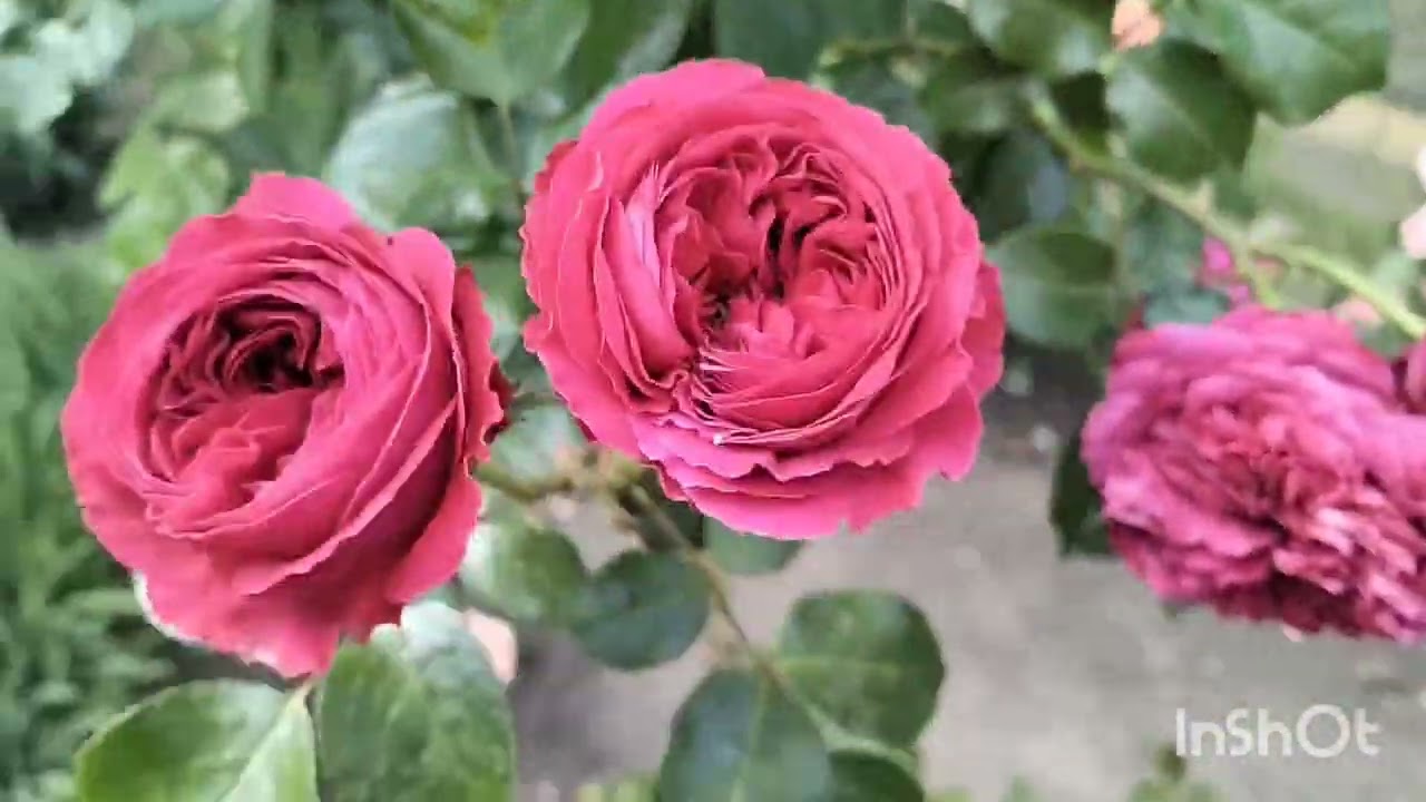 🥀МОЇ ТРОЯНДОВІ ДЕРЕВА /Досвід у трояндоманії #троянди #rose #сад #flowers #квіти