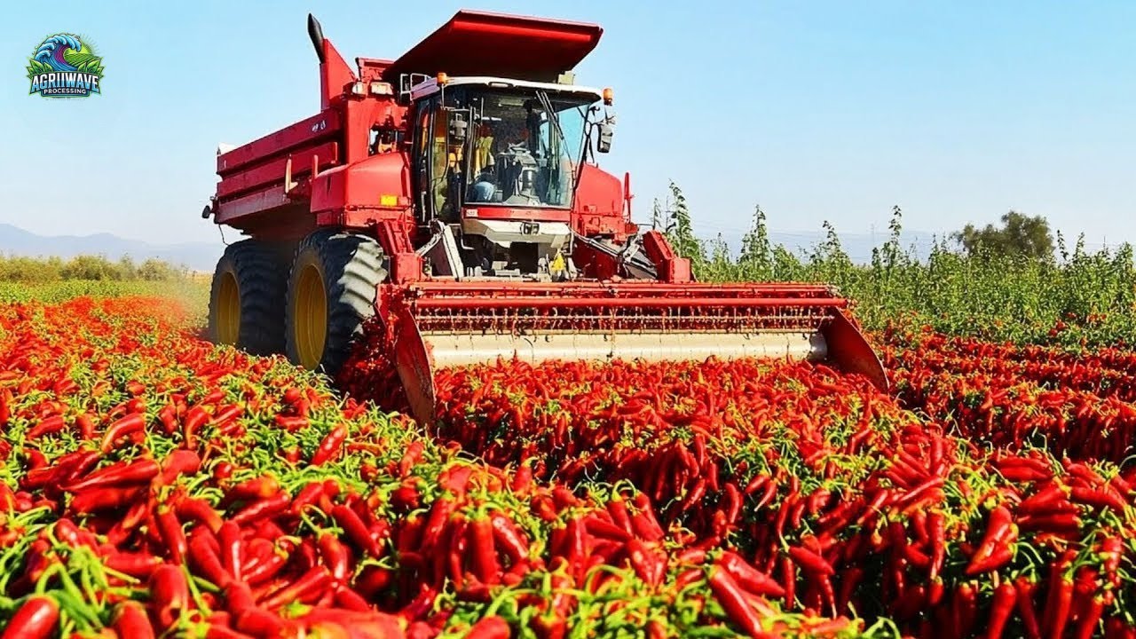 🌶️ How China Farmers Harvested & Processed of Red Chili Peppers with Modern Technology