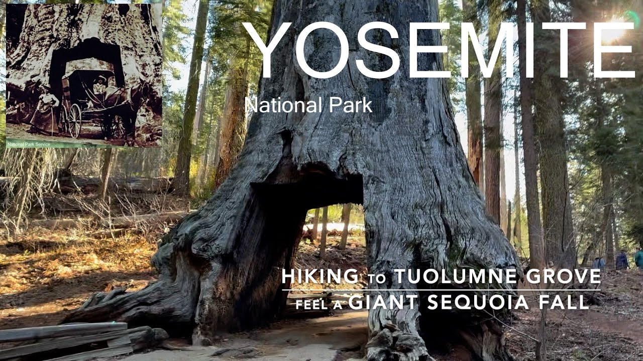 Feel a GIANT SEQUOIA FALL, Hiking to Tuolumne Grove Yosemite National Park