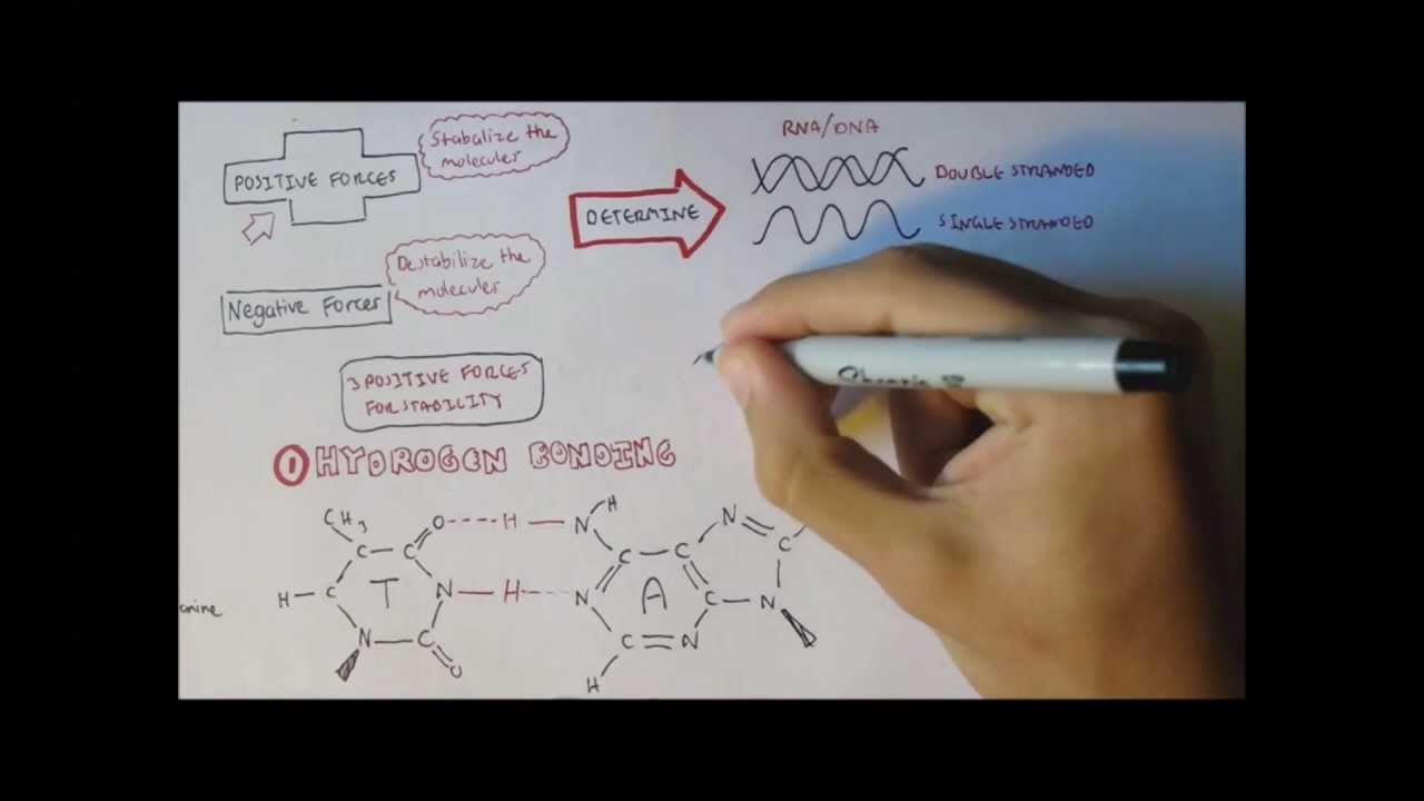 DNA - Forces maintaining structure