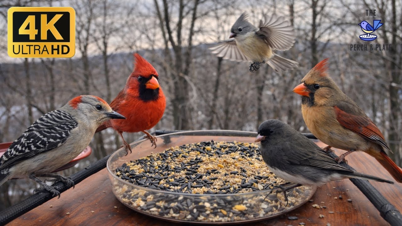 Bird TV for cats 🐱  Foggy relaxing bird & nature ASMR  | 4K HDR 60FPS