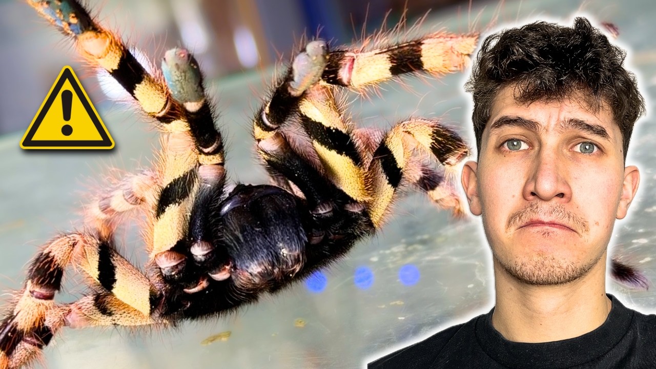 Z tym PTASZNIKIEM trzeba UWAŻAĆ..!😱 | Co na hodowli..?