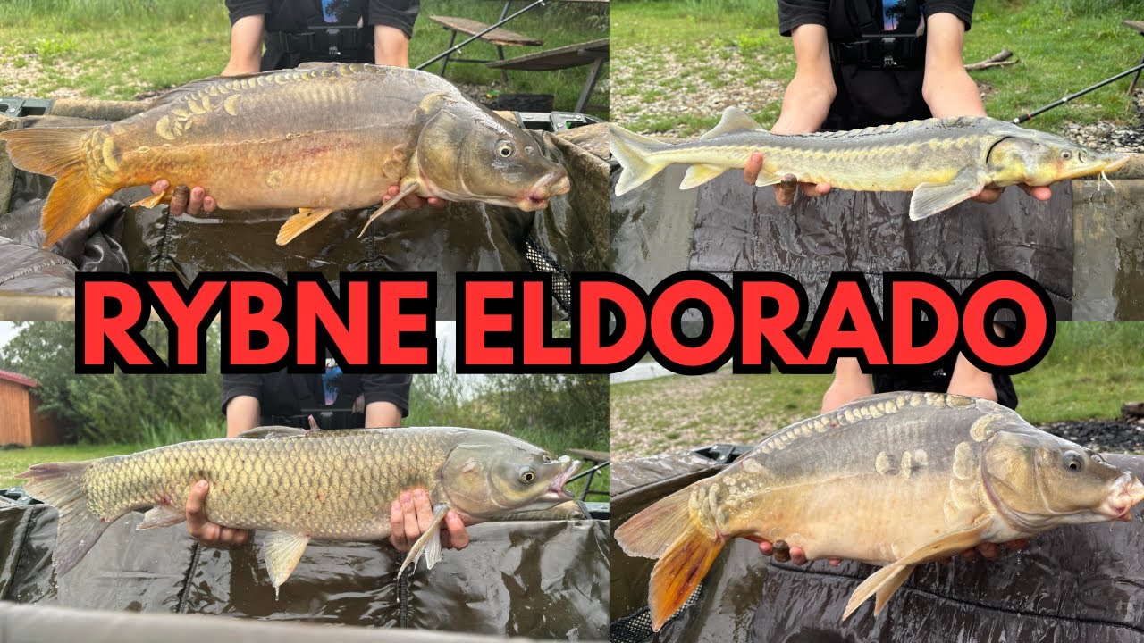 MASA Pięknych I Dużych Ryb Na Method Feeder (Ranczo nad jeziorkiem)